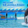 Океанариум Майами (Майами, США) Представления и экспозиции в аквариуме Майами